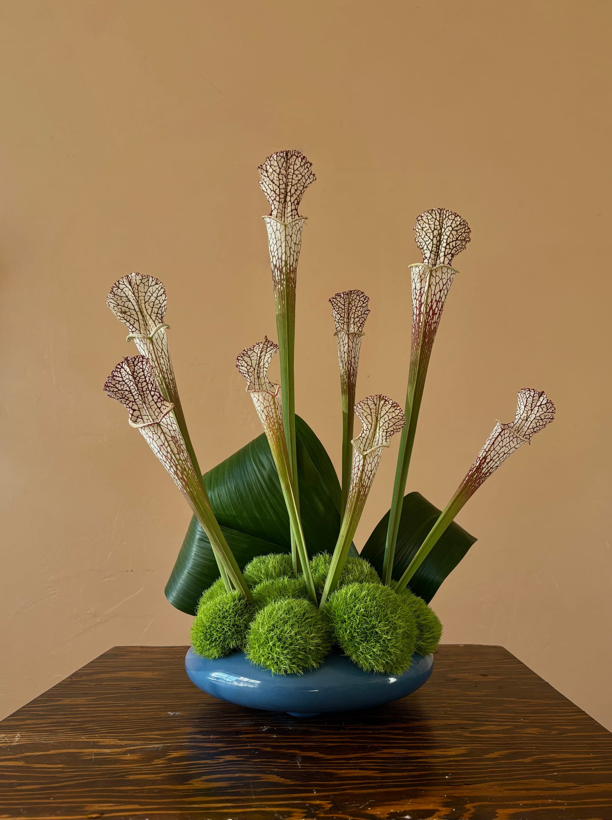 Sarracenia pitcher plants rising from green dianthus and aspidistra in a pale blue bowl